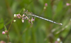 Platycnemis pennipes