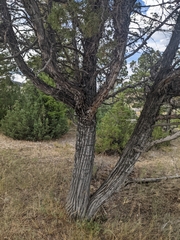 Juniperus scopulorum