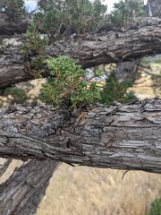 Juniperus scopulorum