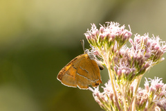 Thecla betulae