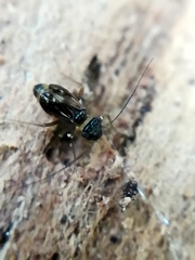 Elipsocidae