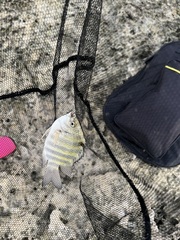 Abudefduf septemfasciatus