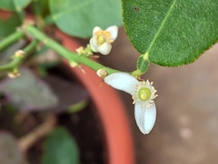 Citrus × aurantiifolia