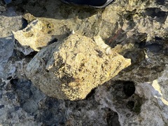 Hippopus hippopus
