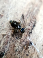 Elipsocidae