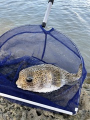 Diodon hystrix