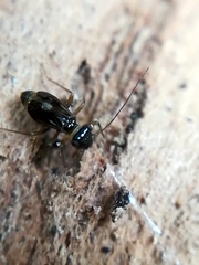 Elipsocidae