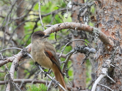 Perisoreus infaustus