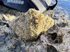 Hippopus hippopus