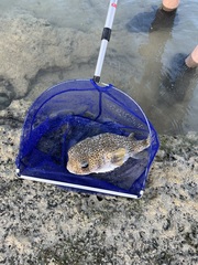Diodon hystrix