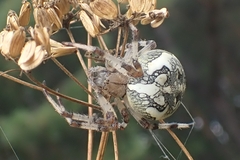 Araneus marmoreus