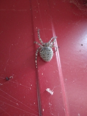 Araneus cavaticus