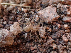 Loxosceles rufescens