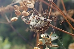 Araneus marmoreus