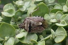 Dolycoris baccarum