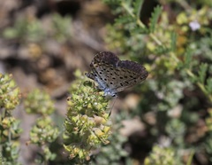 Pseudophilotes baton