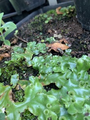 Marchantia polymorpha