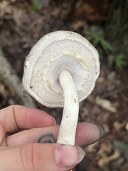 Agaricus placomyces