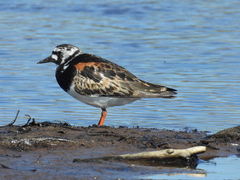 Arenaria interpres