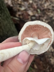 Agaricus placomyces