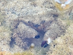 Pilumnus