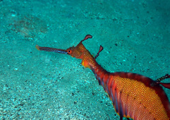 Phyllopteryx taeniolatus