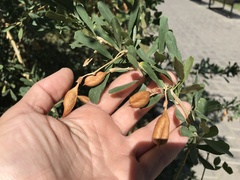 Halimodendron halodendron