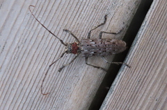 Monochamus notatus