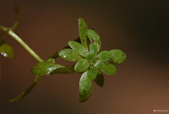 Callitriche lenisulca