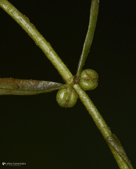 Callitriche lenisulca