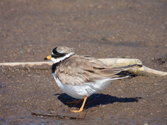 Charadrius hiaticula