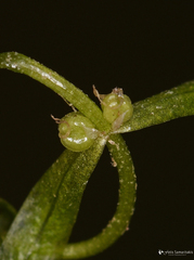 Callitriche lenisulca