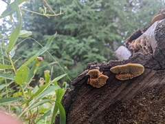 Gloeophyllum sepiarium