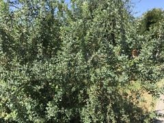 Halimodendron halodendron