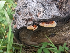 Gloeophyllum sepiarium