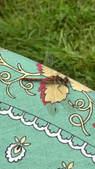 Sympetrum sanguineum