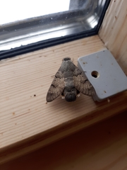 Macroglossum stellatarum