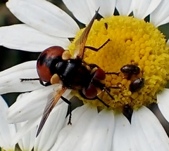 Gymnosoma