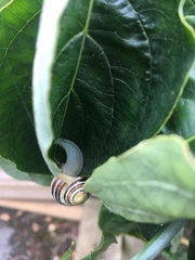 Cepaea