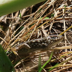 Trachylepis capensis