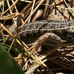 Trachylepis capensis
