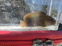 Labracinus cyclophthalmus
