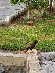 Acridotheres tristis