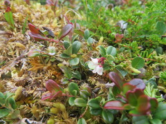 Vaccinium vitis-idaea