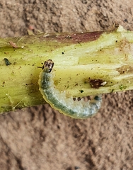 Cosmia trapezina