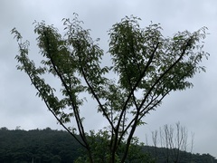 Zelkova serrata