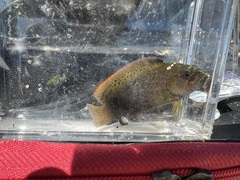 Labracinus cyclophthalmus