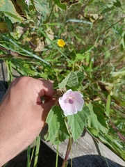 Althaea officinalis