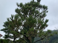 Pinus densiflora
