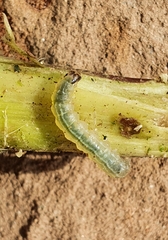 Cosmia trapezina